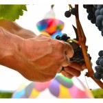 vin rosu Campo Viejo 1,2 kg