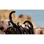 Parfum Femei D&G Q By Dolce&Gabbana EDP 50 ml