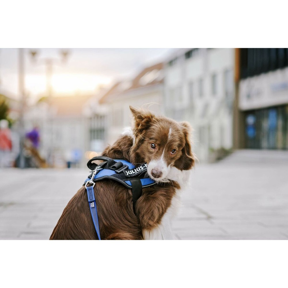 Etichete pentru ham Julius K9 DON'T TOUCH S Alb Negru (2 Unități)