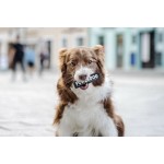 Etichete pentru ham Julius K9 DON'T TOUCH S Alb Negru (2 Unități)