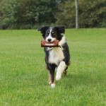 Jucărie pentru câini Trixie