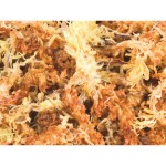 Substrat Trixie Mușchi