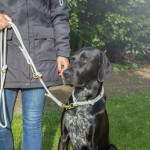 Gulerele de dresaj pentru câini Trixie Soft Rope Roz L/XL 55 cm