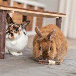 Jucărie pentru Rozătoare Trixie Lemn Alge marine 10 × 3 CM (2 Unități)