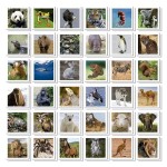 Joc de Memorie Educa Identic Memo Animals