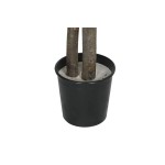 Copac Home ESPRIT Poliester Lemn 100 x 100 x 185 cm