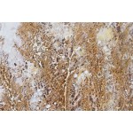 Pânză Home ESPRIT Pânză Lemn MDF 80 x 3 x 80 cm