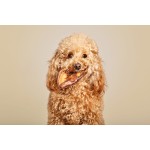 Gustare pentru câini Snackys Porc Ureche 10 Unități