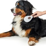 Atpainiojantis šepetys Hunter Stergere automată