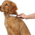 Pieptene Hunter Maro Plastic 12 Greblă Rotativ