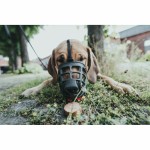 Botniță Gloria Albury Negru 5