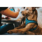 Ham pentru câini Hunter Negru 37-42 cm Antracit XS/S