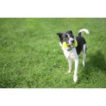 Jucărie de antrenament Coachi TRAINING DUMBBELL