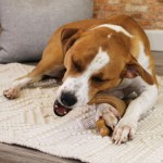 Jucărie pentru câine Nylabone Maro Bacon Artificial L