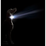 Zgardă pentru câini Dog Gone Smart Negru 20 Lumină