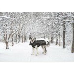 Haină pentru câine Dog Gone Smart Negru 30 cm