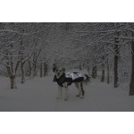 Haină pentru câine Dog Gone Smart Negru 50 cm