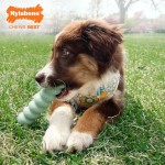 Jucărie pentru câine Nylabone SENSORY TACTILE STICK Verde Unt de arahide Bacon S