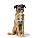 Zgardă pentru câini Hunter Malia Portocaliu M/L 45-54 cm