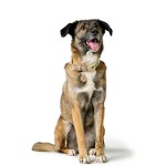 Zgardă pentru câini Hunter MALIA Verde L 50-59 cm