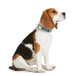 Zgardă pentru câini Hunter VARIO BASIC Albastru M 30-45 cm