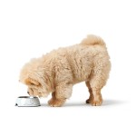 Dispozitiv de hrănire pentru câini Hunter Valencia Alb 700 ml