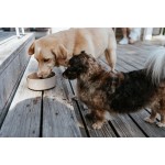 Dispozitiv de hrănire pentru câini Hunter OSBY Bej Ceramică 2,5 L