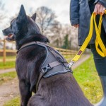 Ham pentru câini Company of Animals L