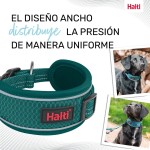 Zgardă pentru câini Company of Animals Turquoise