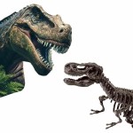 Joc de Excavare SES Creative T-rex