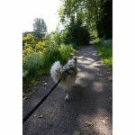 Lesă pentru câine Negru