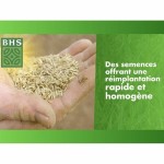 Semințe BHS 3 Kg