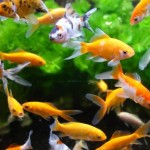 Curățător Magnetic pentru Sticlă Aimé