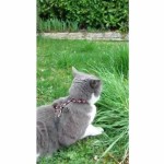 Zgardă pentru câini Aimé