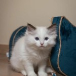 Suport de Ascuțit Gheare pentru Pisici Tyrol Albastru Carton 44 x 22 x 21 cm