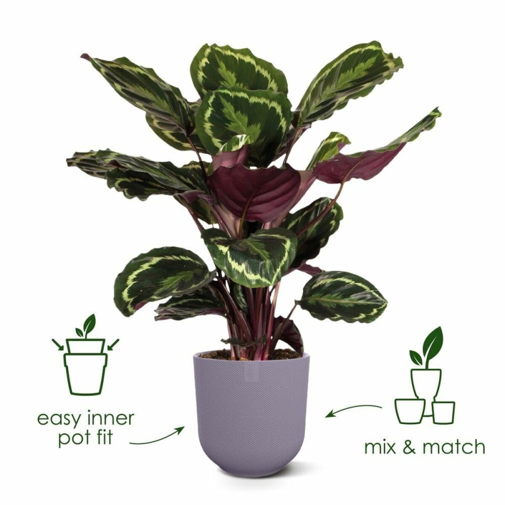 Ghiveci Elho Jazz Alb Liliachiu Plastic Rotund 3 Piese