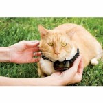 Guler de pisică PetSafe Prf-3004xw-20