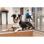 Zgardă antilătrat PetSafe Albastru