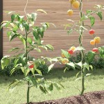 vidaXL Spirale pentru suport plante, 50 buc., 170 cm, oțel galvanizat vidaXL Spirale pentru suport plante, 50 buc., 170 cm, oțel galvanizat