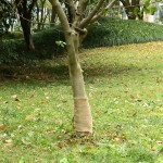 vidaXL Rulou de iută, 0,25x25 m, iută 100%, 200 g/m² vidaXL Rulou de iută, 0,25x25 m, iută 100%, 200 g/m²
