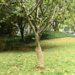 vidaXL Rulou de iută, 0,5x50 m, iută 100%, 200 g/m²