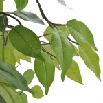 Ficus pitic artificial cu ghiveci, 60 cm Ficus pitic artificial cu ghiveci, 60 cm