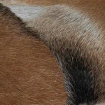 vidaXL Bancă din piele de capră și tec