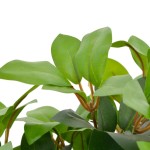 vidaXL Plantă artificială dafin cu ghiveci, verde, 40 cm vidaXL Plantă artificială dafin cu ghiveci, verde, 40 cm