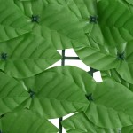 vidaXL Paravan de balcon, frunze verde închis, 300x100 cm