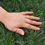 vidaXL Gard din iarbă artificială, verde, 1x5 m vidaXL Gard din iarbă artificială, verde, 1x5 m