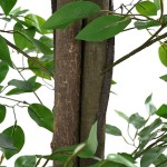 vidaXL Planta Ficus artificială 2016 Frunze 300 cm Verde vidaXL Planta Ficus artificială 2016 Frunze 300 cm Verde