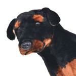vidaXL Jucărie de pluș câine rottweiler, negru și maro, XXL