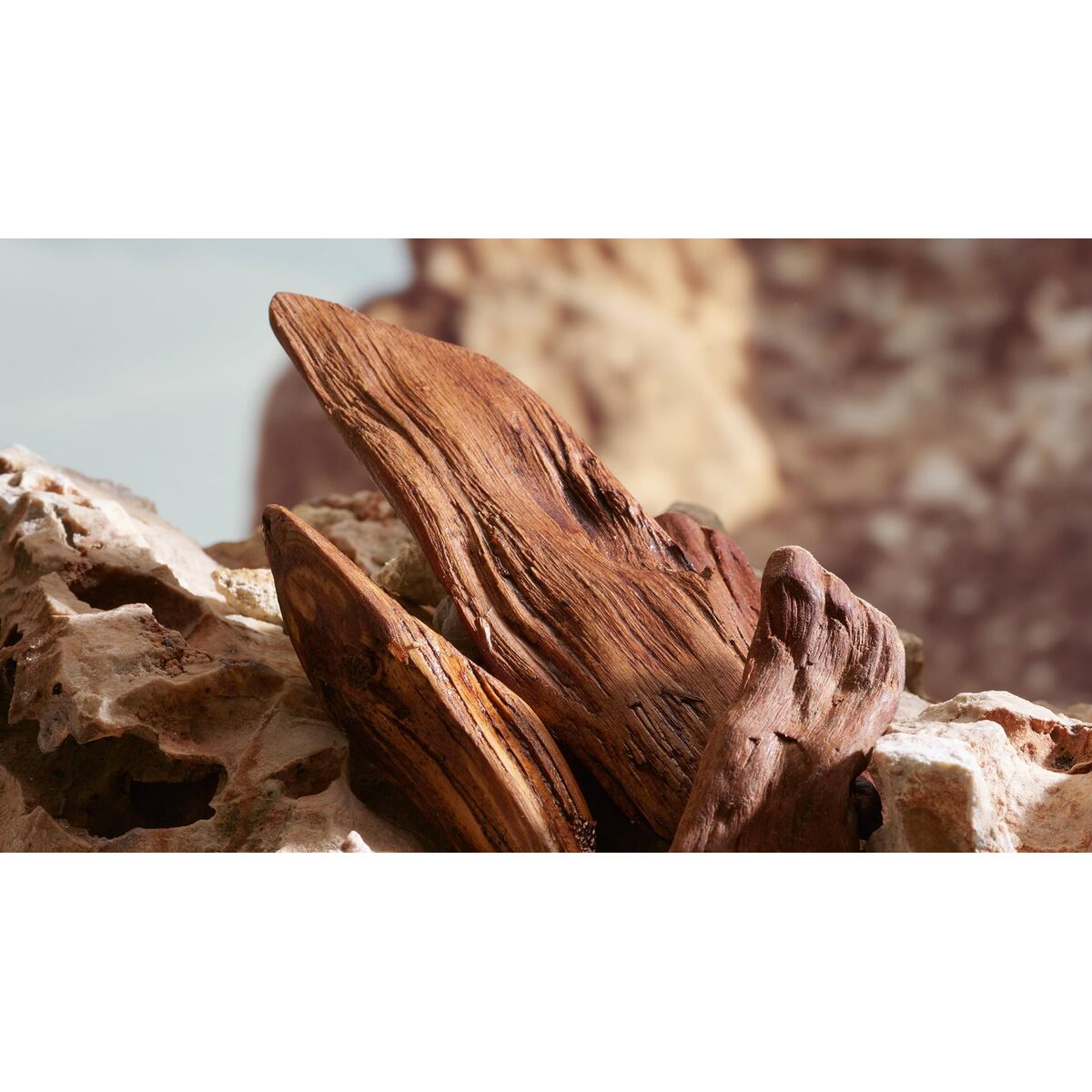 Parfum Bărbați D&G Dolce&Gabbana EDP 100 ml