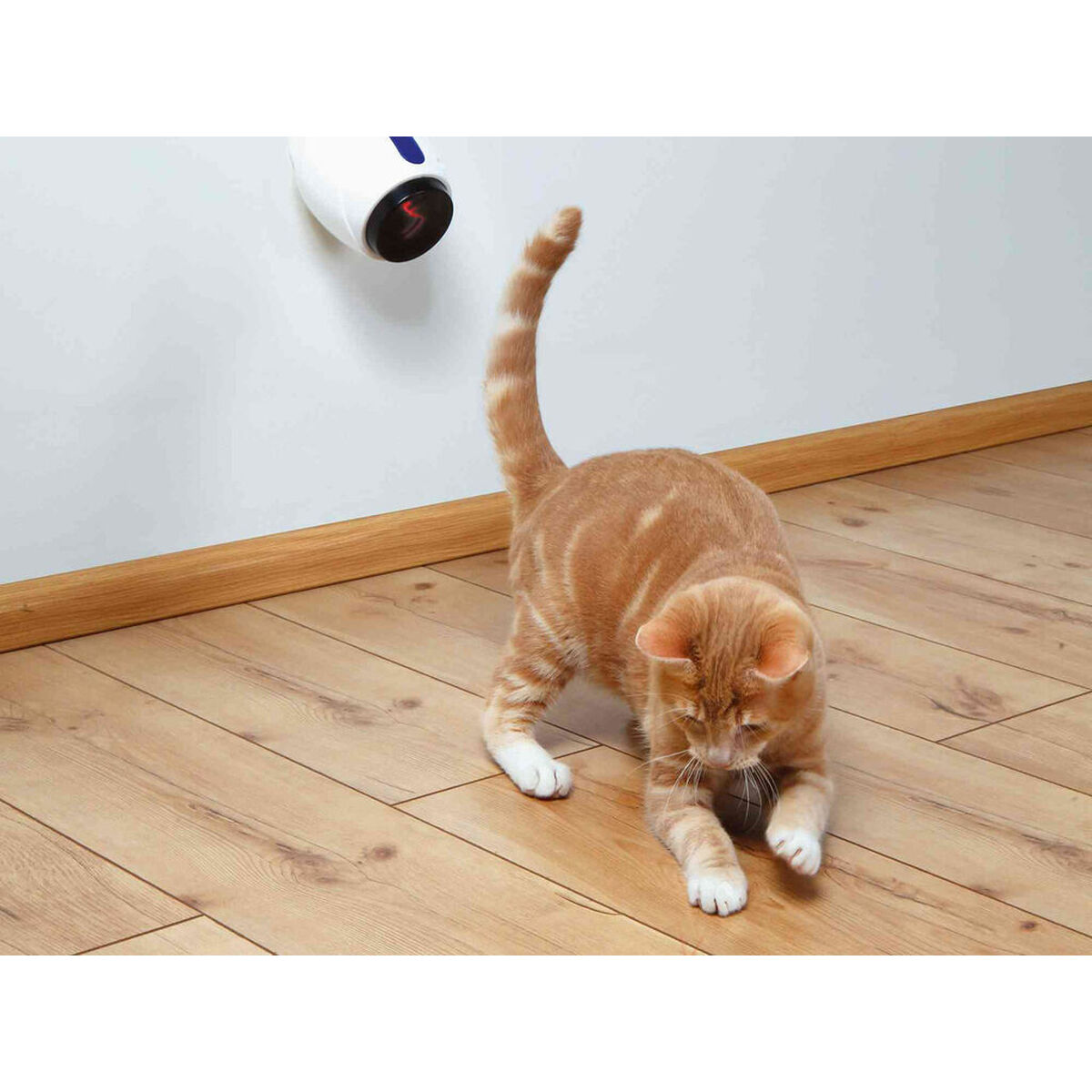 Pointer Laser Trixie